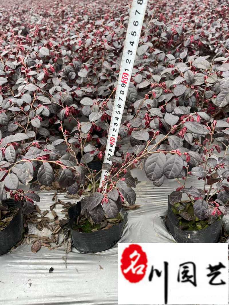 红花继木杯苗工程苗批发园林绿篱道路绿化耐寒耐旱