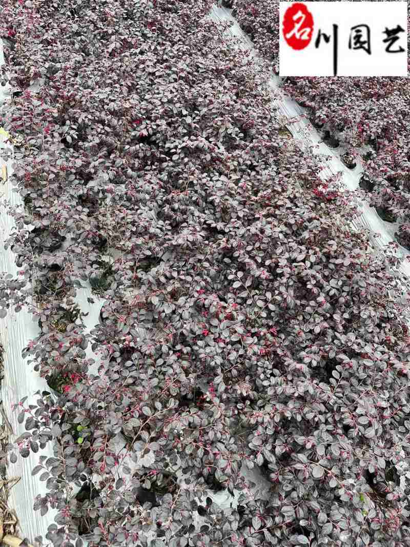 红花继木杯苗工程苗批发园林绿篱道路绿化耐寒耐旱