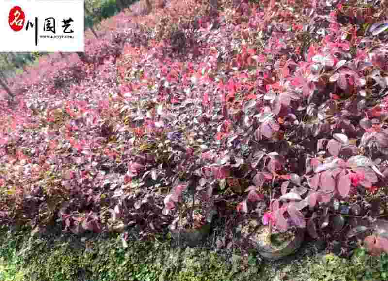 红花继木杯苗工程苗批发园林绿篱道路绿化耐寒耐旱