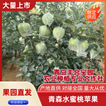 山东一手货源青森水蜜桃苹果整车走货对接全国欢迎采购热卖中
