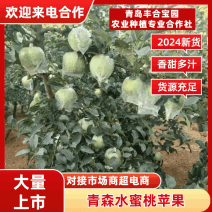 精品青森苹果苹果清甜可口一手货源欢迎全国各地老板下单