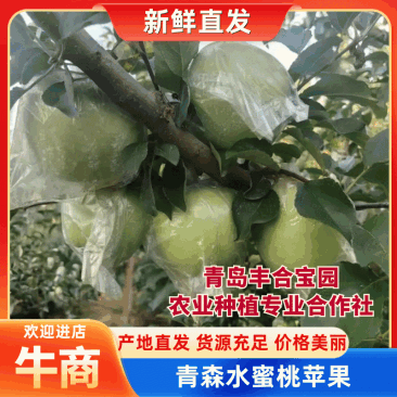 《山东青森苹果》青森水蜜桃苹果/山东苹果/清甜爽口便宜