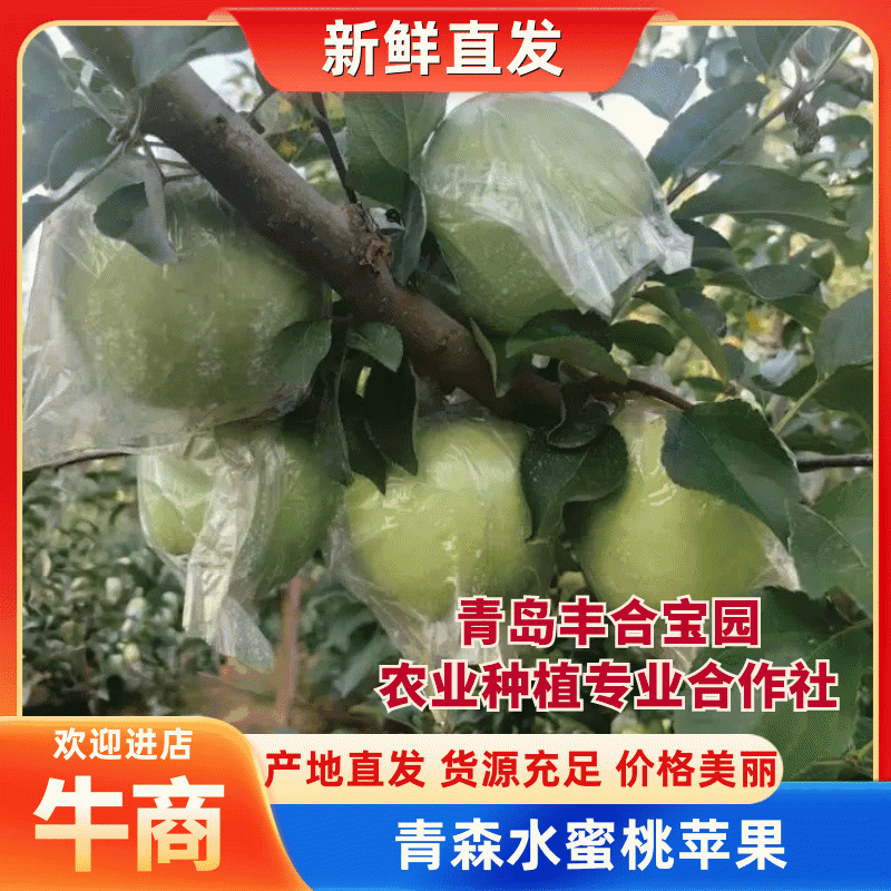 《山东青森苹果》青森水蜜桃苹果/山东苹果/清甜爽口便宜