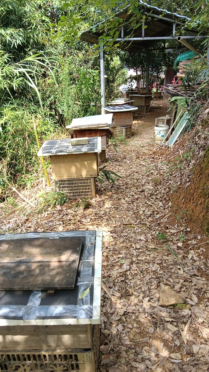 蜂蜜土蜂蜜基地供应量大质优价格优惠一手货源请来电