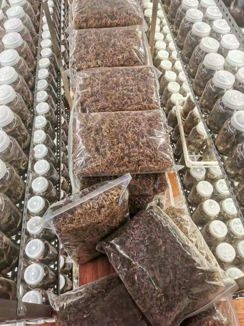 金线莲野生金线莲中草药，台湾本地红霞大量有货，欢迎来电