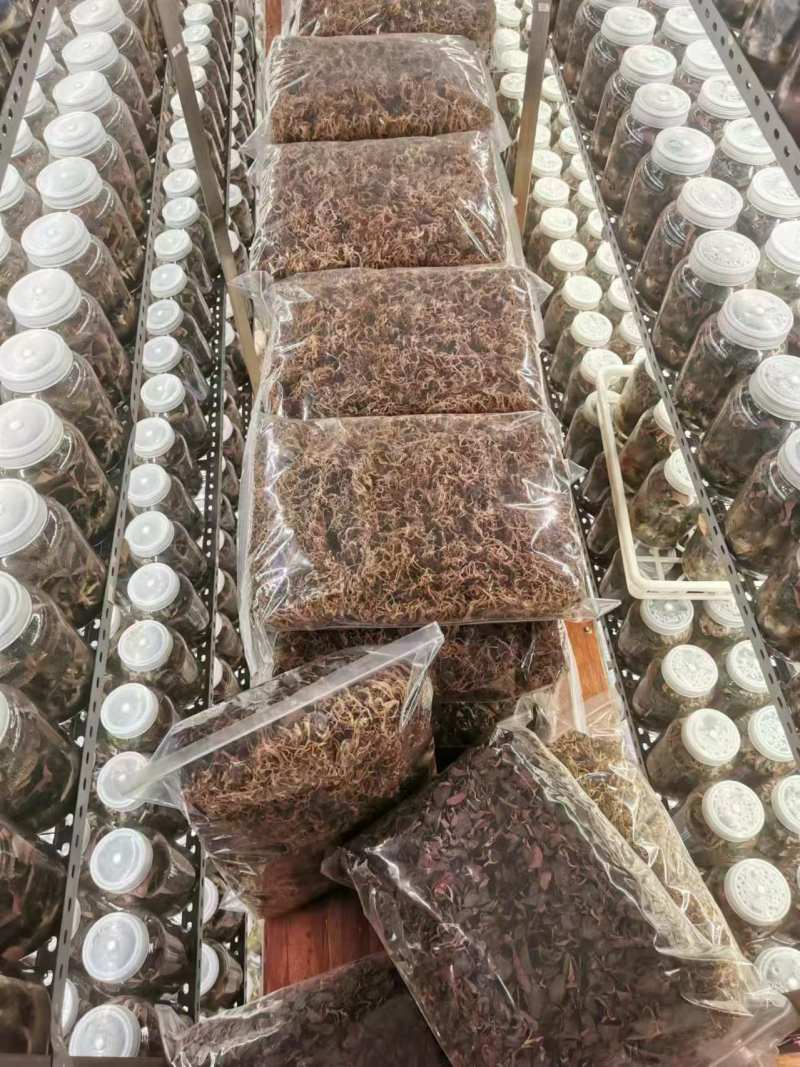 金线莲野生金线莲中草药，台湾本地红霞大量有货，欢迎来电