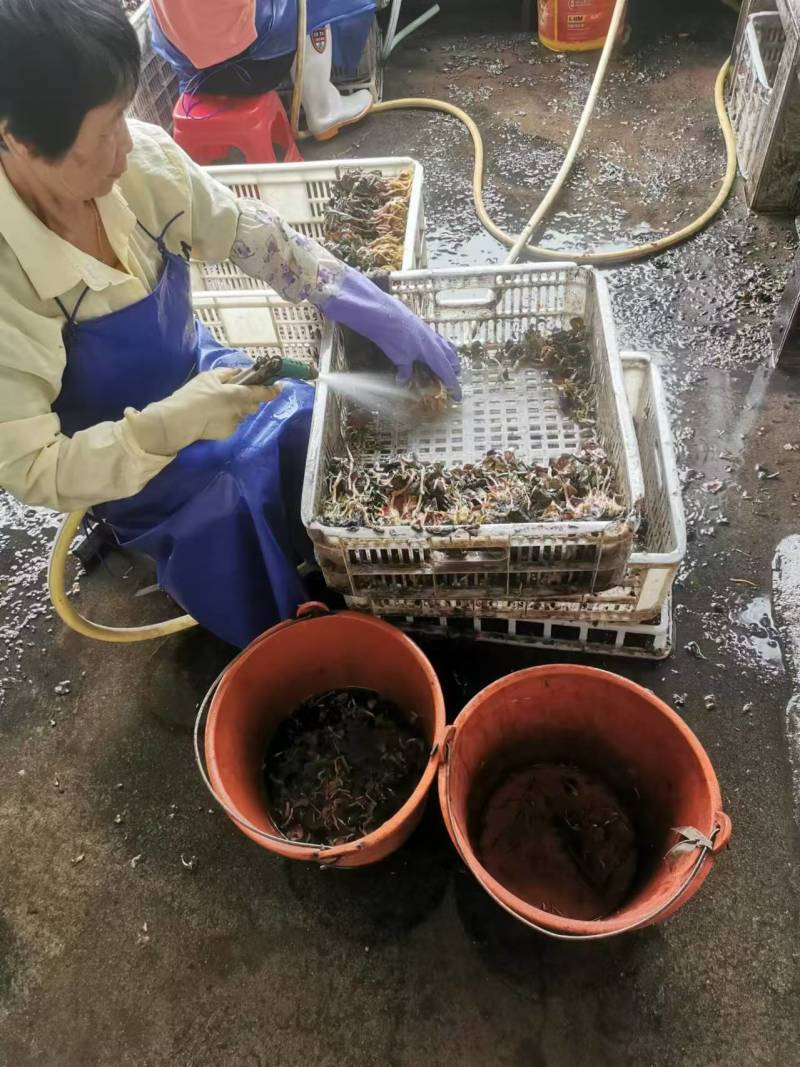 金线莲野生金线莲中草药，台湾本地红霞大量有货，欢迎来电