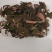 金线莲野生金线莲中草药，台湾本地红霞大量有货，欢迎来电