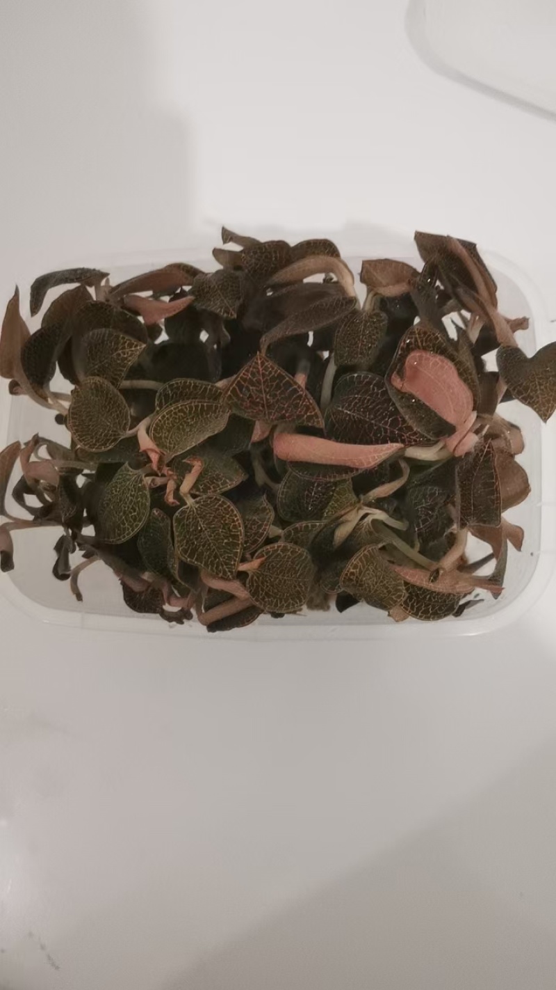 金线莲野生金线莲中草药，台湾本地红霞大量有货，欢迎来电