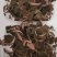 金线莲野生金线莲中草药，台湾本地红霞大量有货，欢迎来电