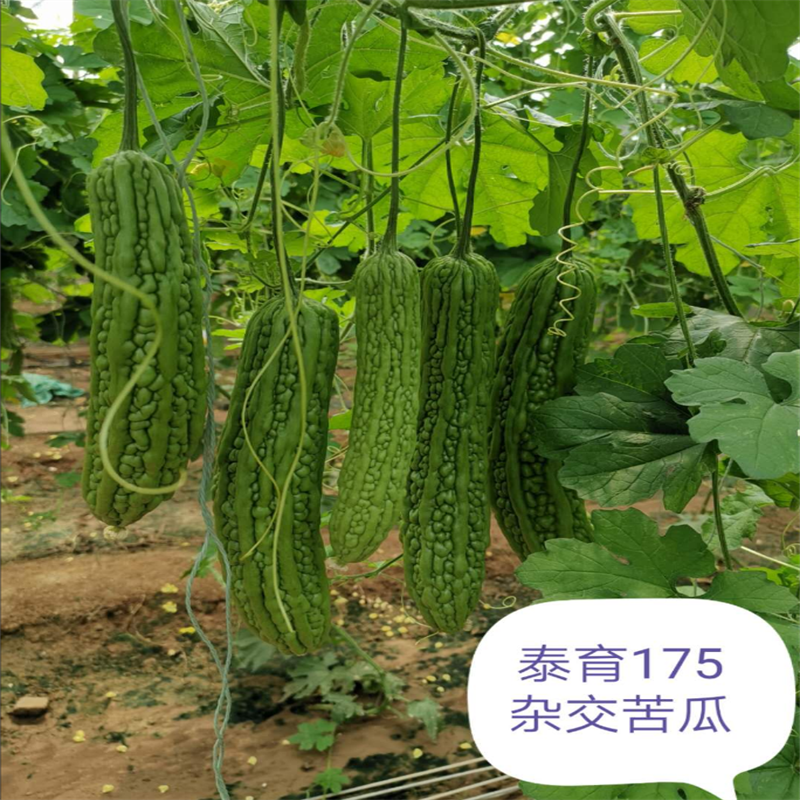 泰育175苦瓜种子强雌进口齐顶油绿三系杂交绿苦瓜种子