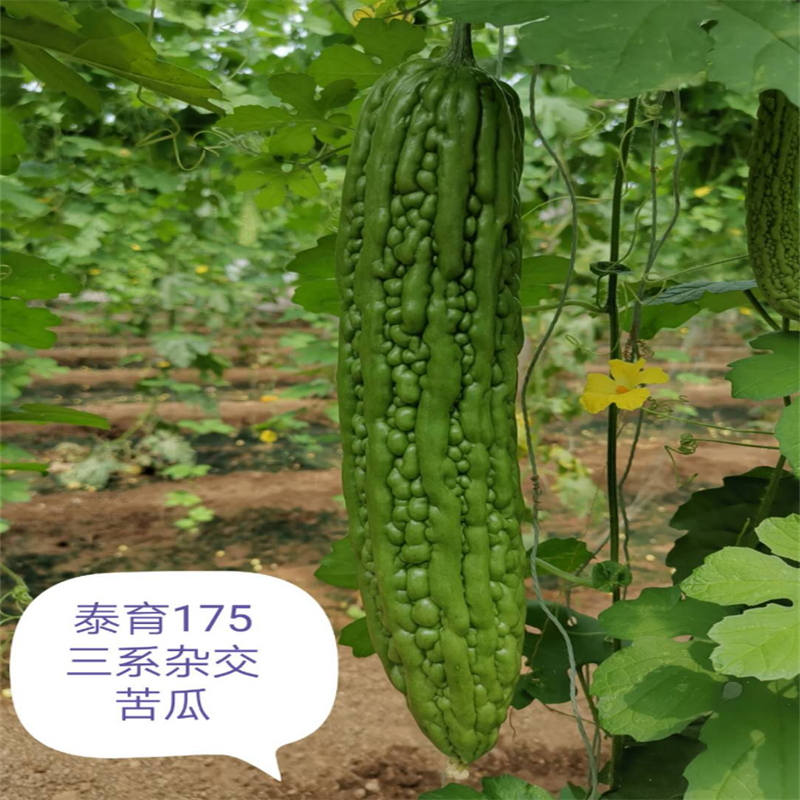 泰育175苦瓜种子强雌进口齐顶油绿三系杂交绿苦瓜种子