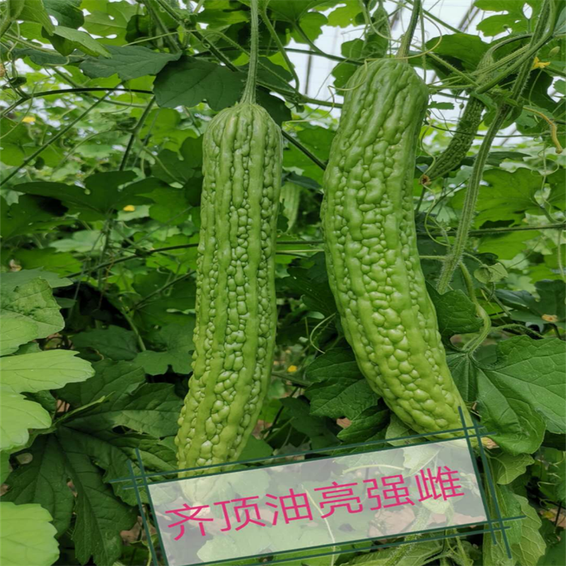 泰育175苦瓜种子强雌进口齐顶油绿三系杂交绿苦瓜种子