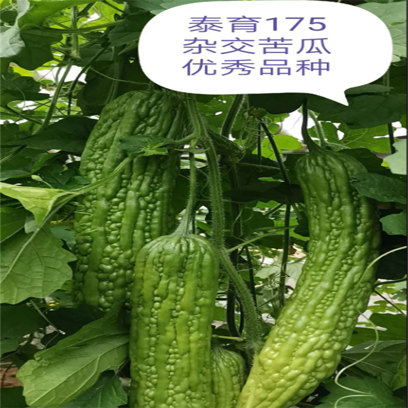 泰育175苦瓜种子强雌进口齐顶油绿三系杂交绿苦瓜种子