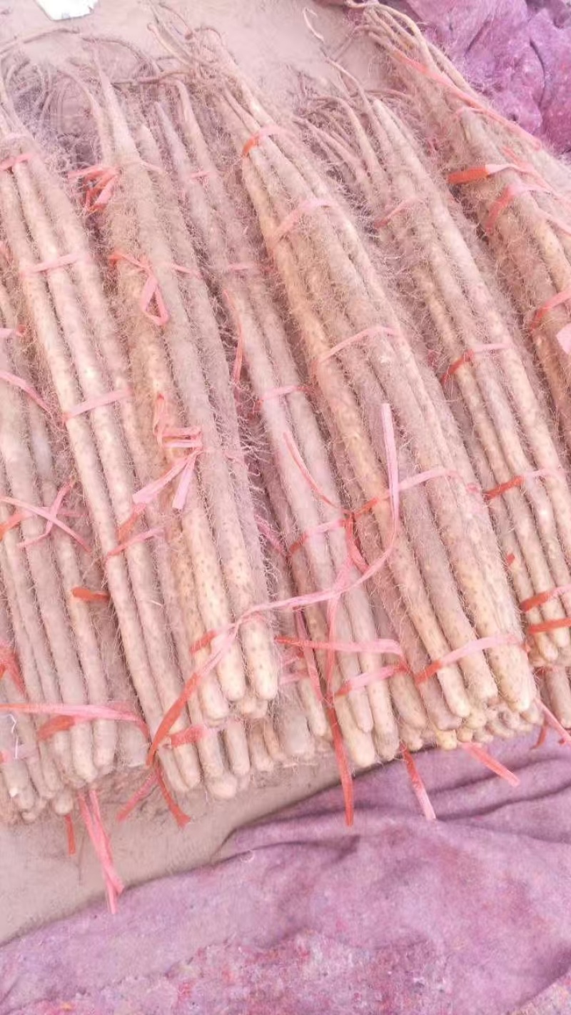 菏泽铁棍山药山药大量供应产地直发提供一条龙服务