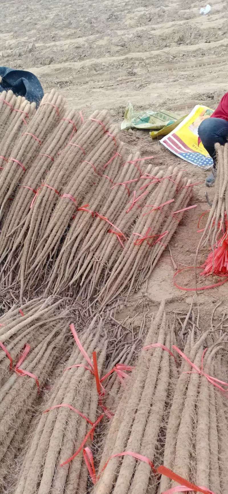 菏泽铁棍山药山药大量供应产地直发提供一条龙服务