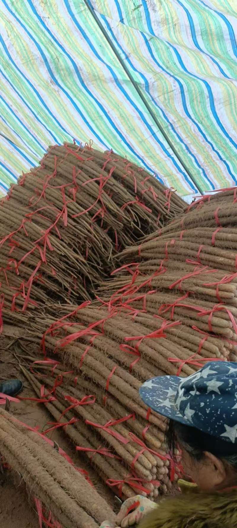 菏泽铁棍山药山药大量供应产地直发提供一条龙服务
