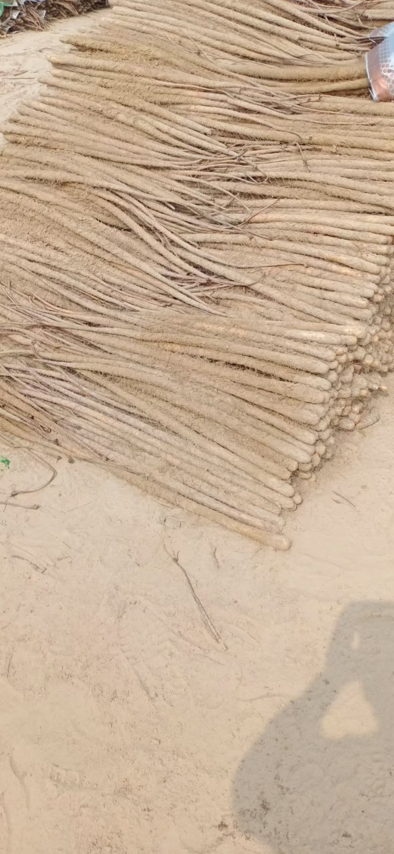 菏泽铁棍山药山药大量供应产地直发提供一条龙服务