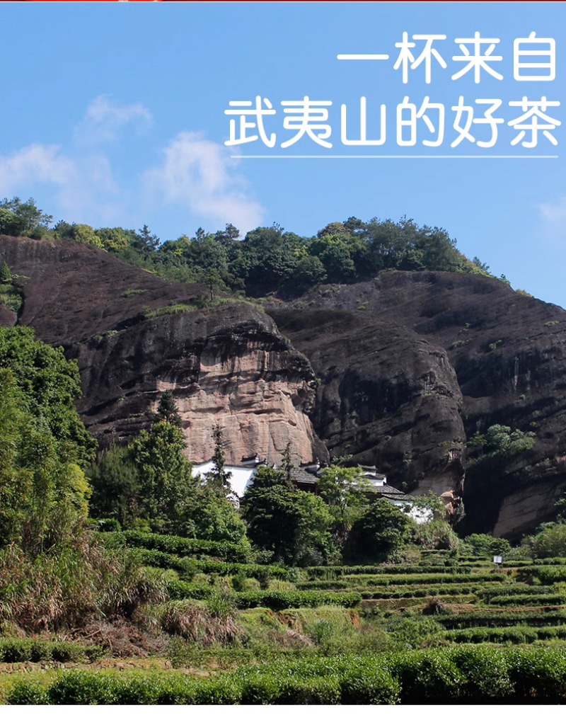 武夷岩茶马头岩肉桂茶正岩特级三坑两涧茶叶果香正坑茶叶