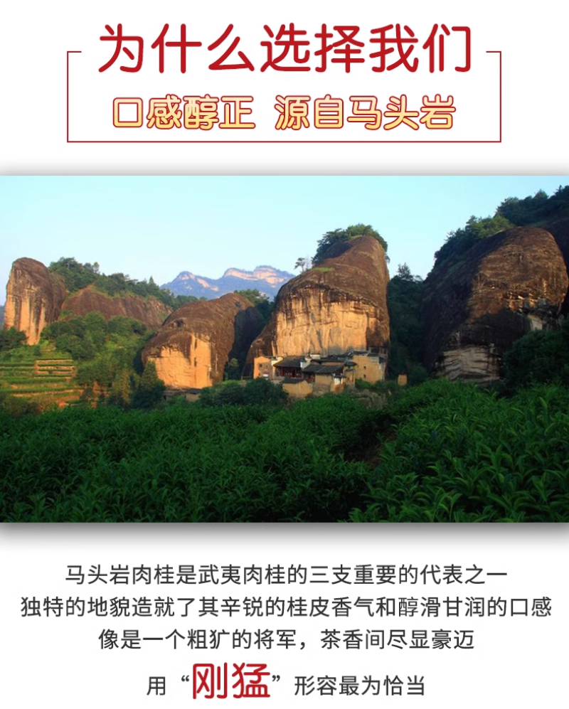 武夷岩茶马头岩肉桂茶正岩特级三坑两涧茶叶果香正坑茶叶
