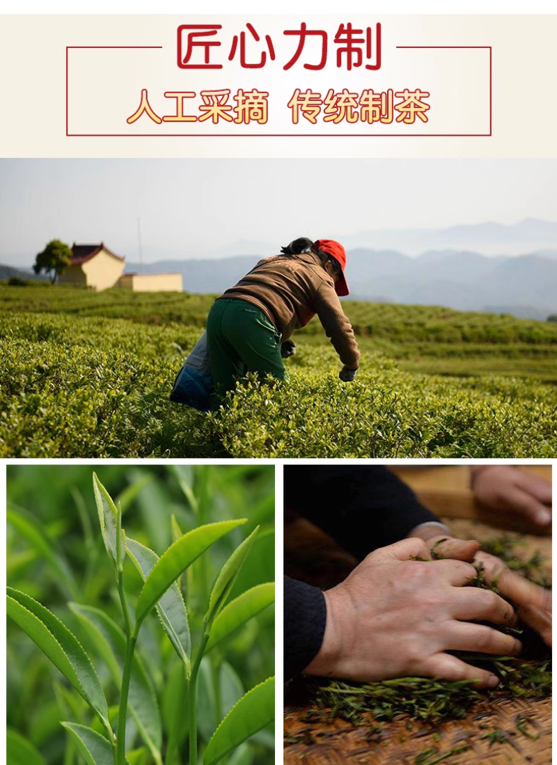 武夷岩茶马头岩肉桂茶正岩特级三坑两涧茶叶果香正坑茶叶