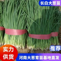河南长白大葱苗大葱育苗基地直发大量供应欢迎