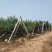 秋月梨大量上市山东产地直发质量保证可代包装一件代发