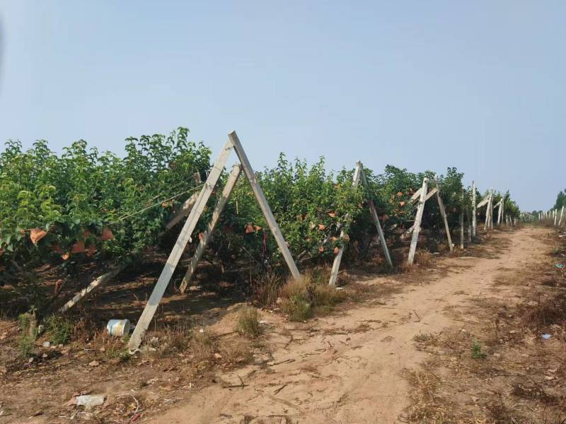 秋月梨大量上市山东产地直发质量保证可代包装一件代发