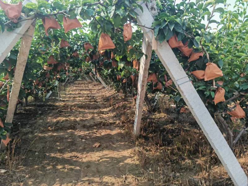 秋月梨大量上市山东产地直发质量保证可代包装一件代发