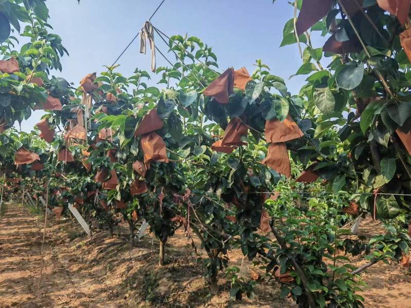 秋月梨大量上市山东产地直发质量保证可代包装一件代发