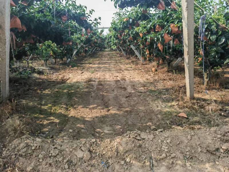 秋月梨大量上市山东产地直发质量保证可代包装一件代发
