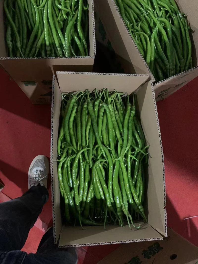 精品辣椒大量有货欢迎联系一条龙服务大量现货供应