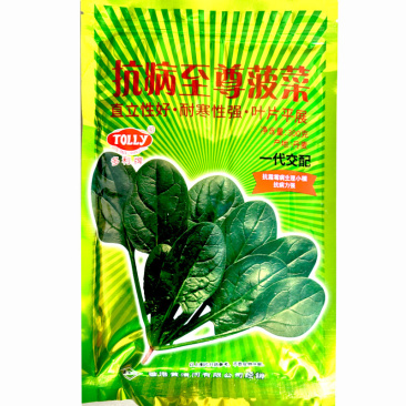 抗病至尊大叶菠菜种子直立耐寒耐热丹麦进口杂交