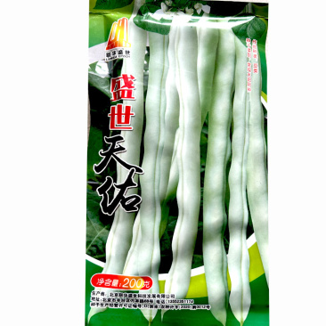 盛世天佑中早熟九粒种子白四季架豆白芸豆白不老基地品种
