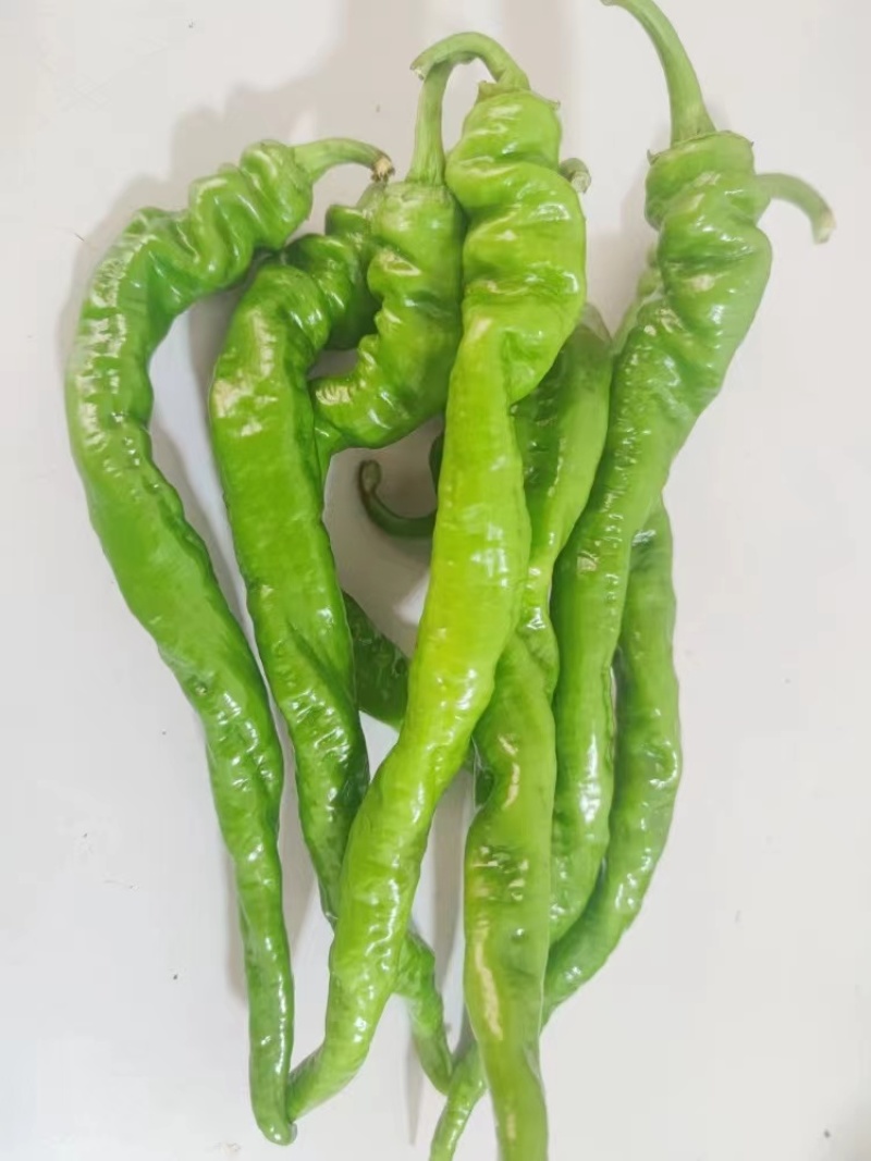 辣椒/螺丝椒/陕西螺丝椒/产地直供/量大价优/欢迎致电