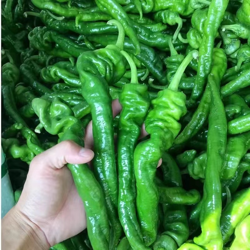 辣椒/螺丝椒/陕西螺丝椒/产地直供/量大价优/欢迎致电