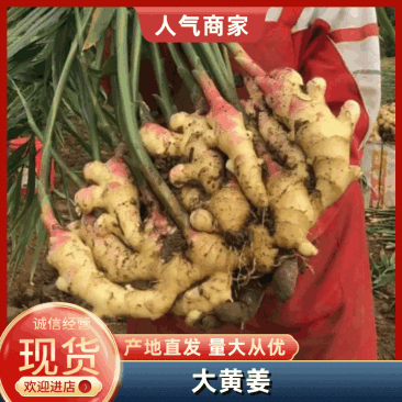 【大黄姜鲜姜/坏烂包赔】水洗姜/沙土姜/电商/市场/赶集
