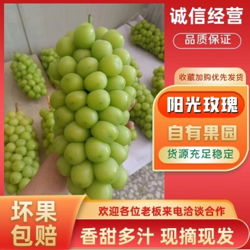 阳光玫瑰大量供应一手货源，量大从优，质量保证可视频看货