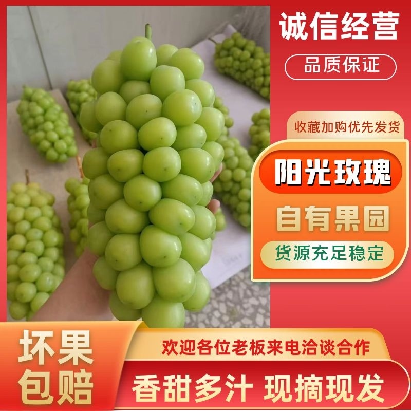 阳光玫瑰大量供应一手货源，量大从优，质量保证可视频看货