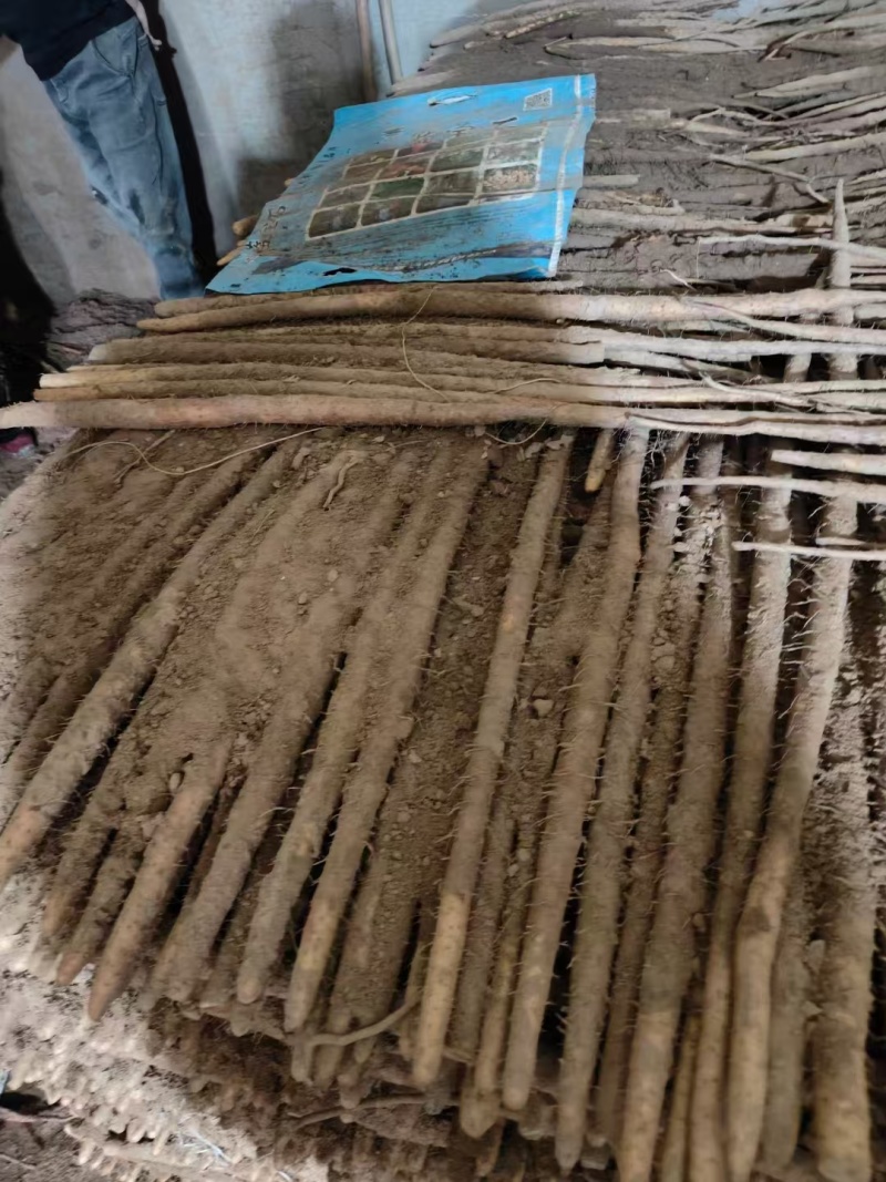 山药小白嘴山药。大量上市，产地直发。全国发货欢迎来电咨询