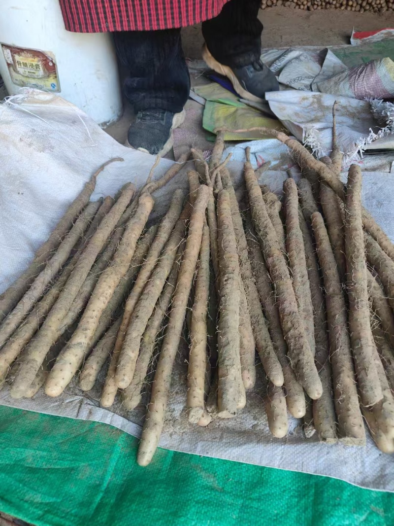 山药白玉山药。大量上市，产地直发。全国发货欢迎来电咨询