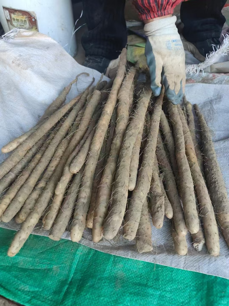 山药白玉山药。大量上市，产地直发。全国发货欢迎来电咨询