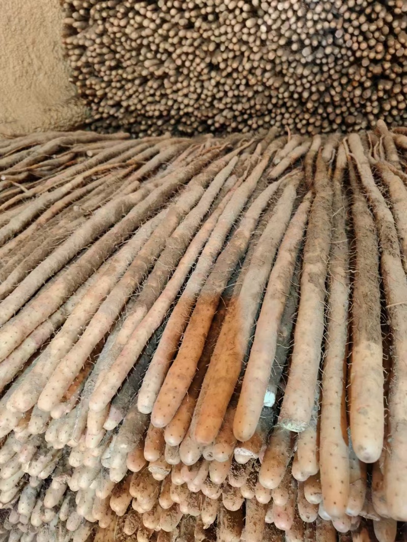 山药白玉山药。大量上市，产地直发。全国发货欢迎来电咨询