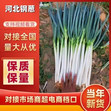 饶阳大葱，专业代收代发长白大葱，钢葱，发往全国。