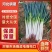 饶阳大葱，专业代收代发长白大葱，钢葱，发往全国。