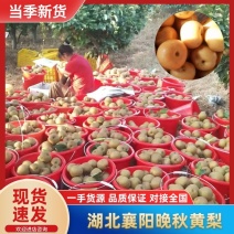 湖北秋月梨，晚秋黄梨大量上市肉厚皮薄口感脆甜！