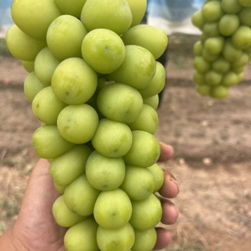 葡萄阳光玫瑰基地供应量大质优价格优惠一手货源