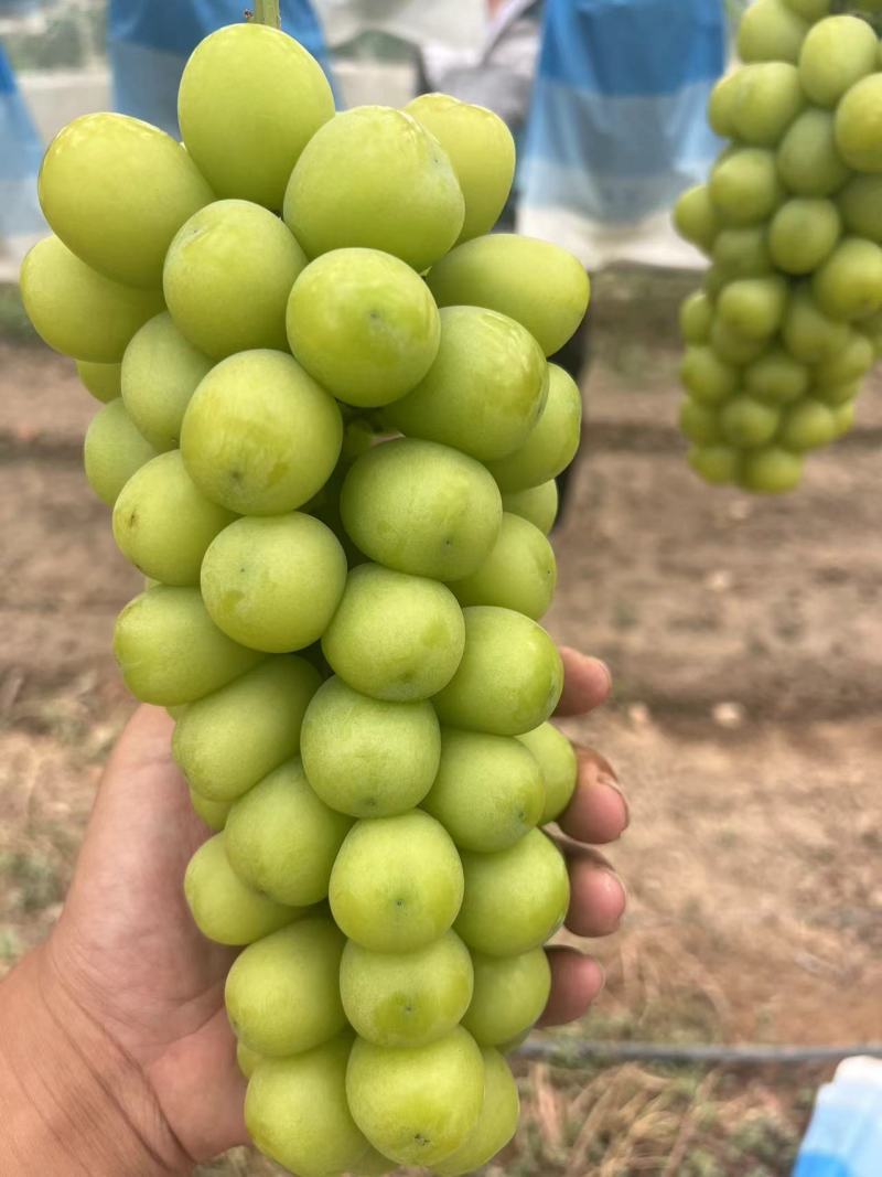 葡萄阳光玫瑰基地供应量大质优价格优惠一手货源