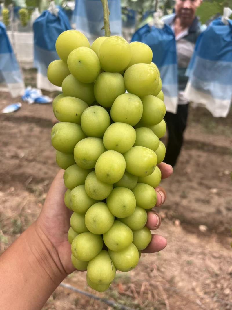 葡萄阳光玫瑰基地供应量大质优价格优惠一手货源