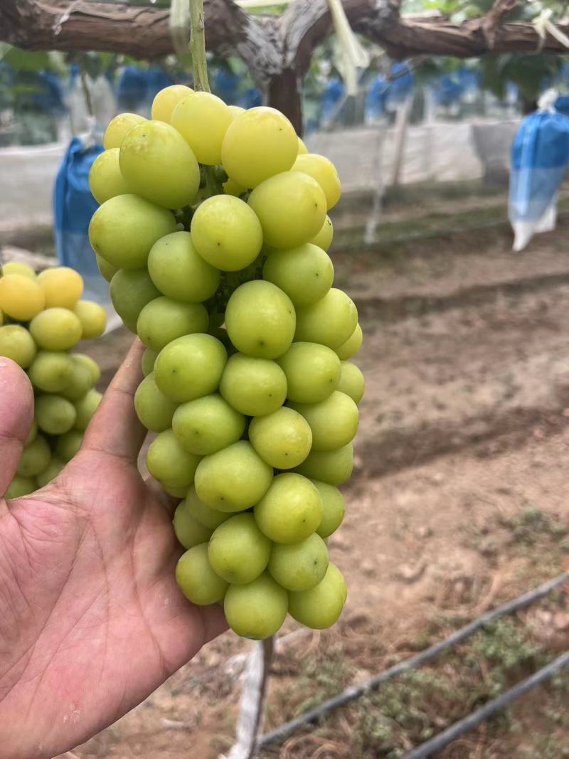 葡萄阳光玫瑰基地供应量大质优价格优惠一手货源